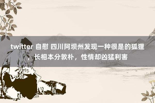 twitter 自慰 四川阿坝州发现一种很是的狐狸，长相本分敦朴，性情却凶猛利害